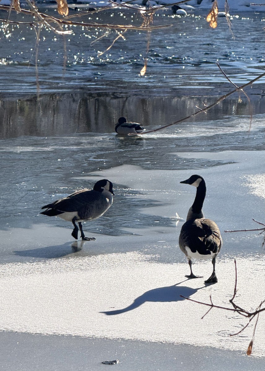 Bernache du Canada - ML646362903