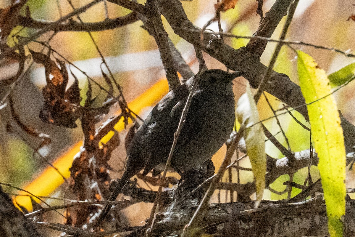 Gray Catbird - ML646362906