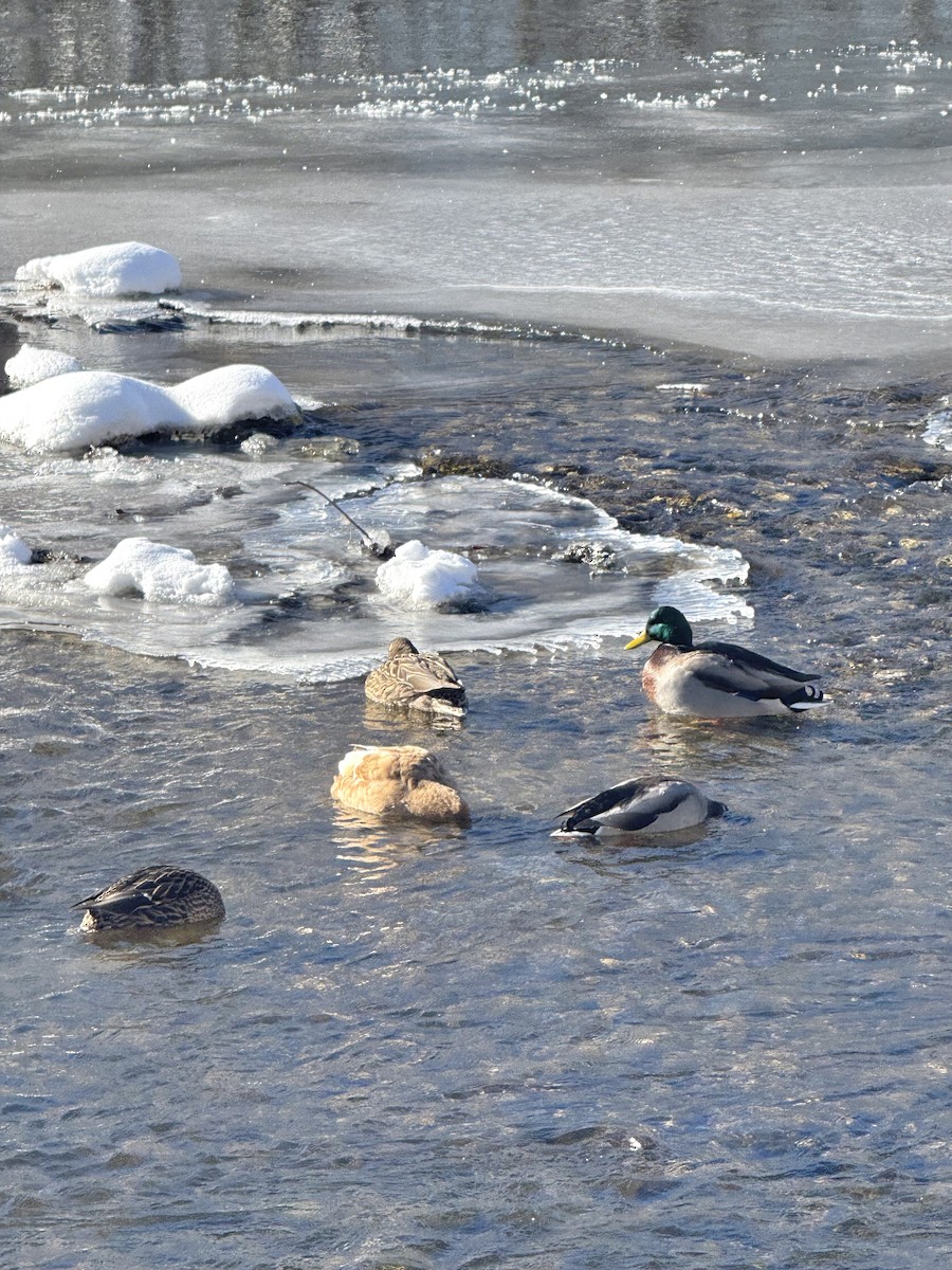 Крижень звичайний - ML646362907