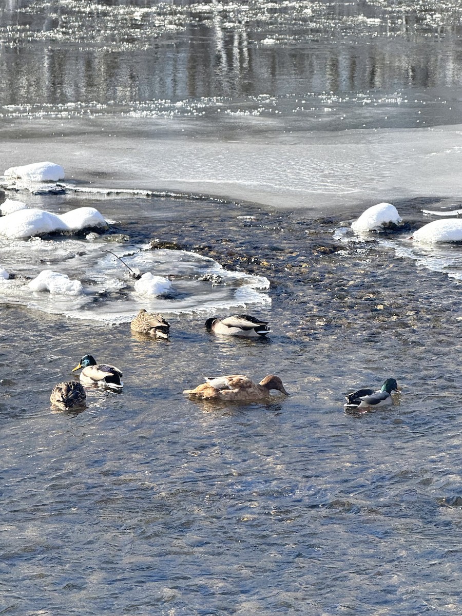 Крижень звичайний - ML646362909