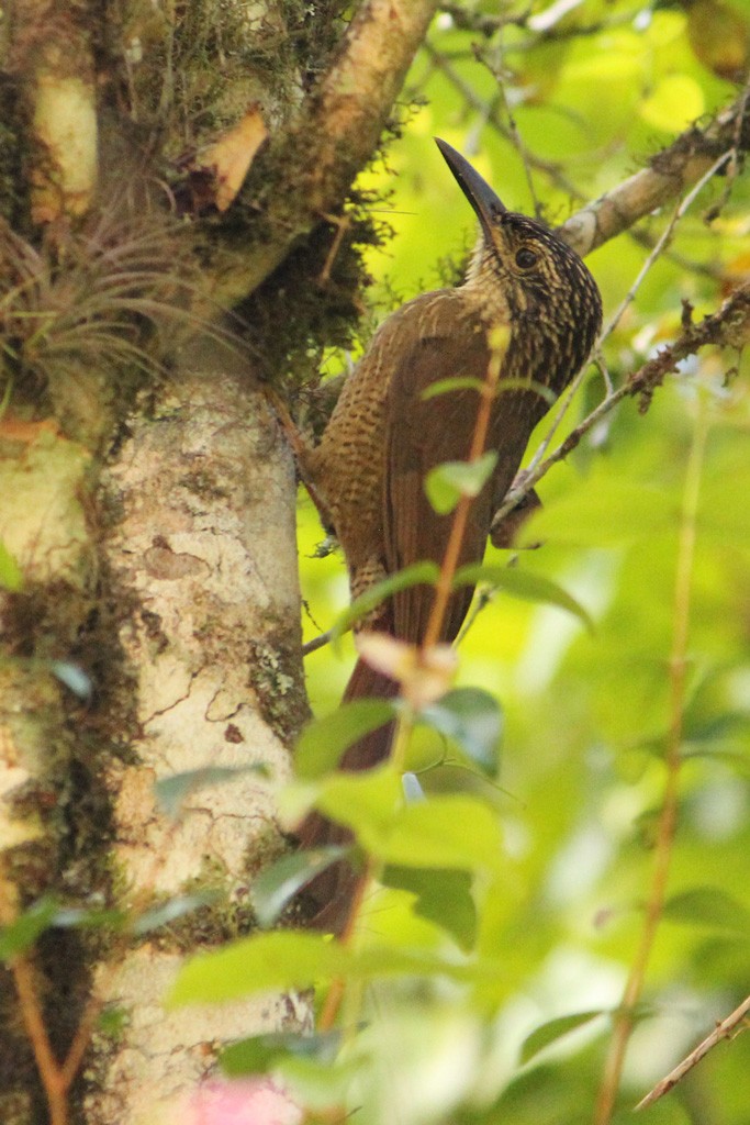 Planalto Woodcreeper - ML64636291