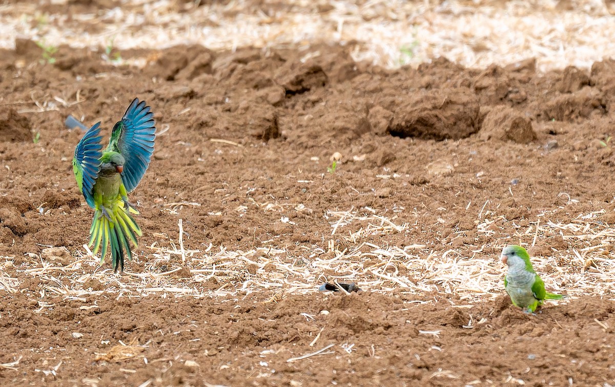 Mönchssittich - ML646362911