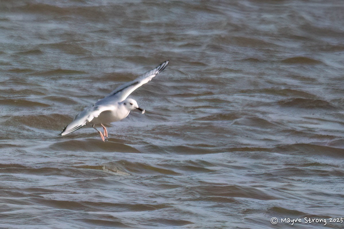 Bonaparte's Gull - ML646362915