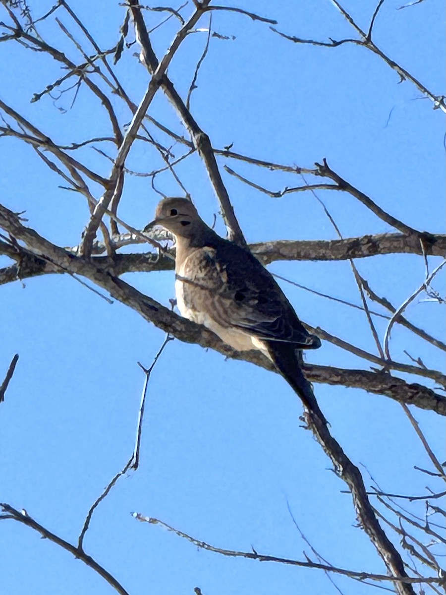 Зенаїда північна - ML646362917