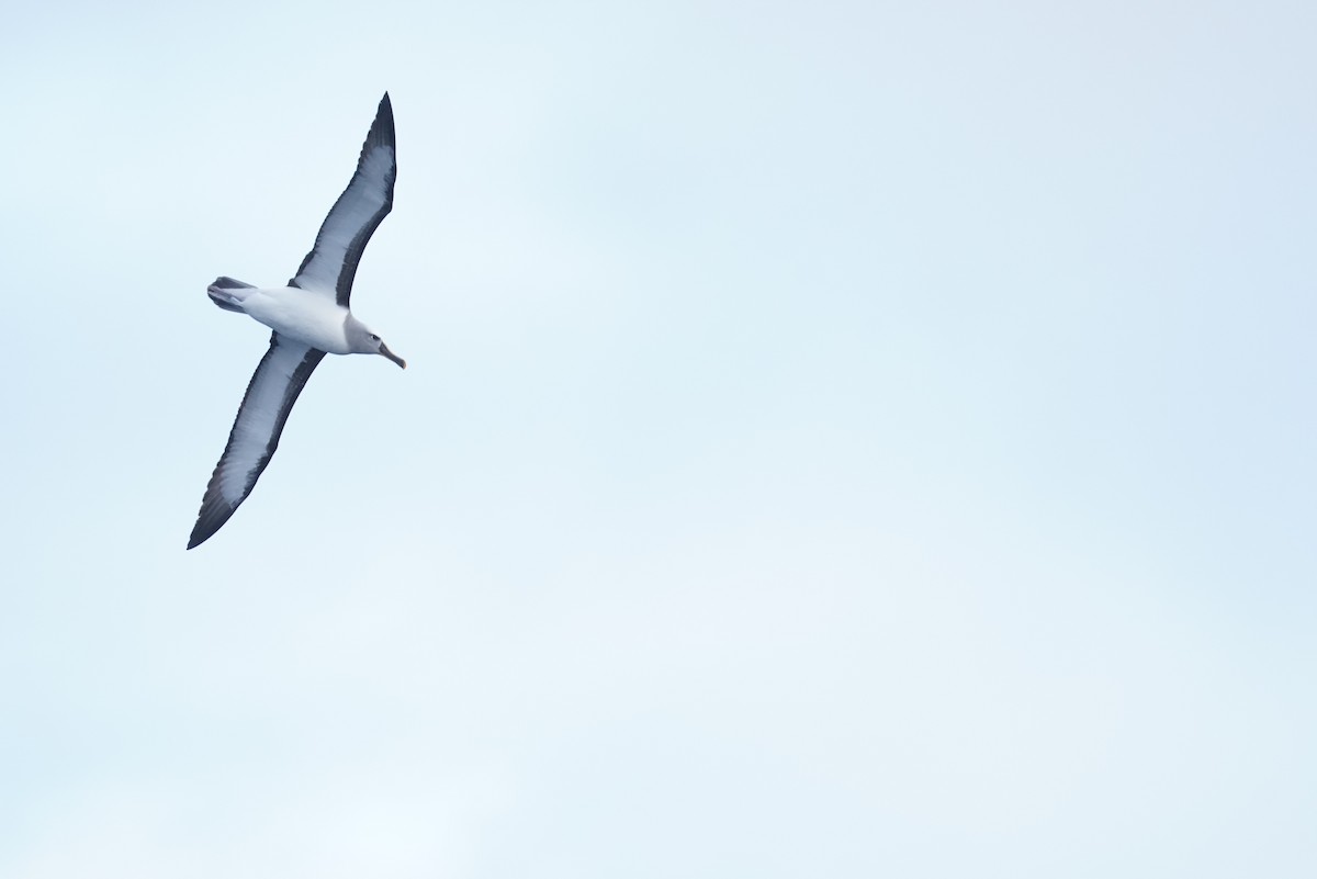 Альбатрос Бюлера - ML646362919