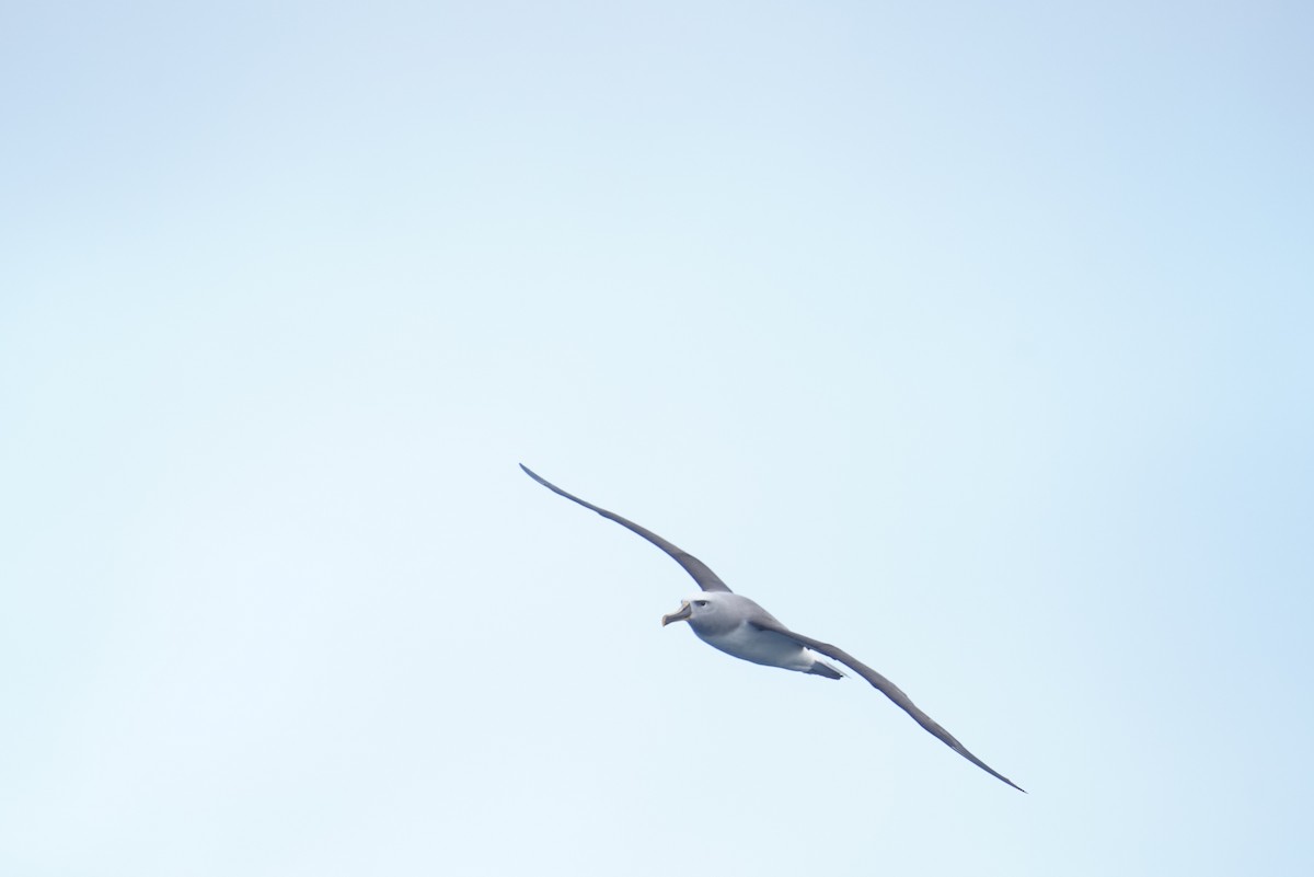 Buller's Albatross - ML646362920