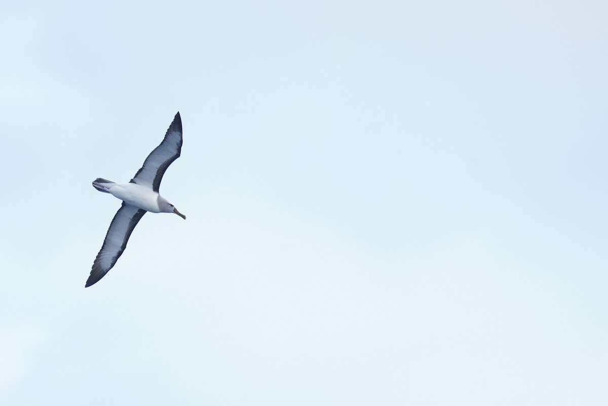 Buller's Albatross - ML646362921