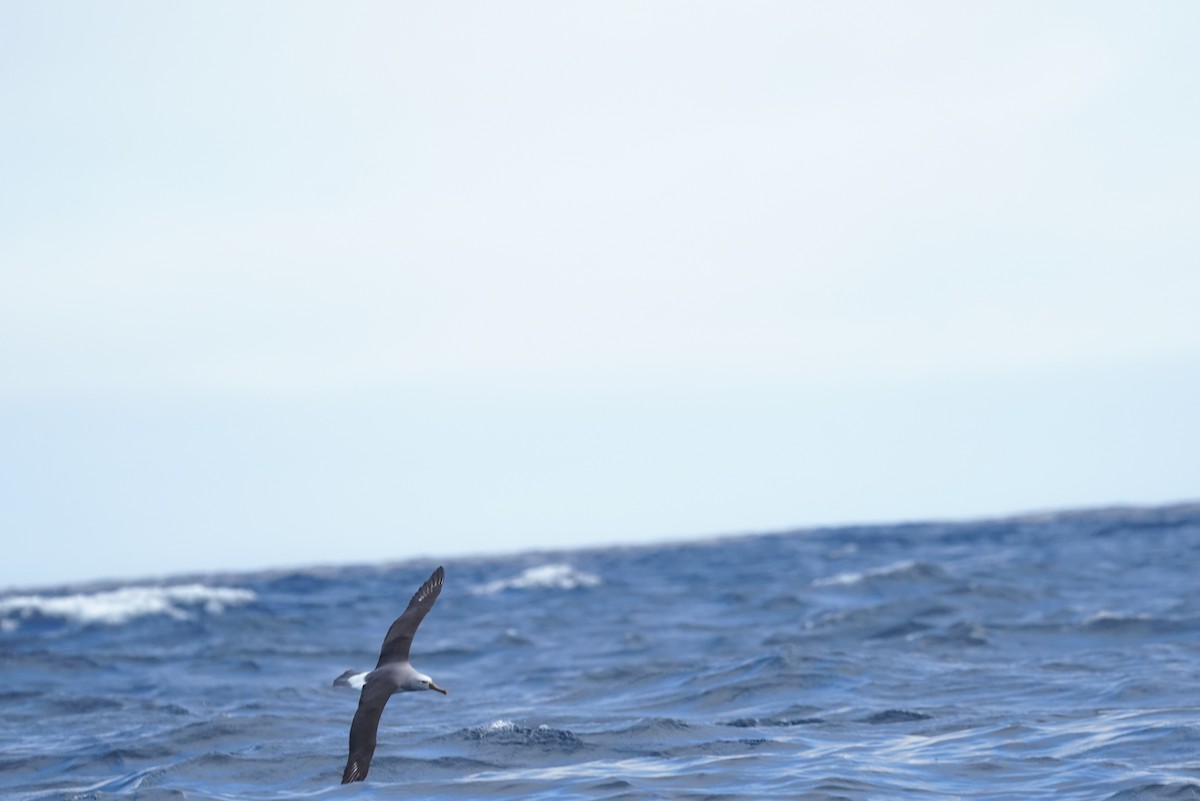 Buller's Albatross - ML646362922