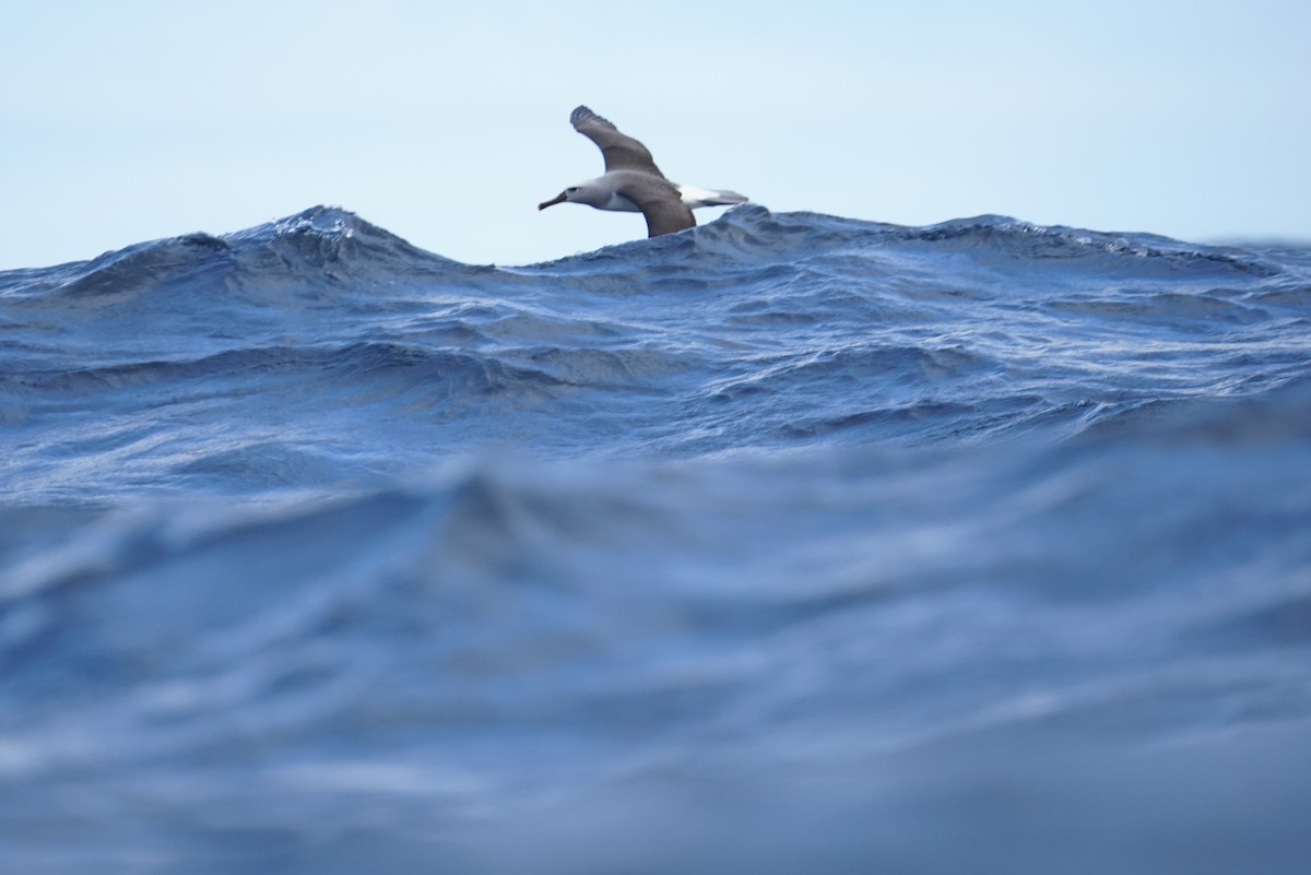 Buller's Albatross - ML646362923