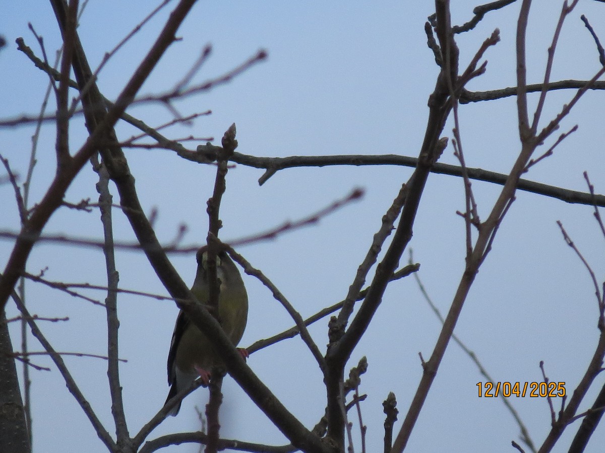 Sarı Kaşlı Kocabaş - ML646362926