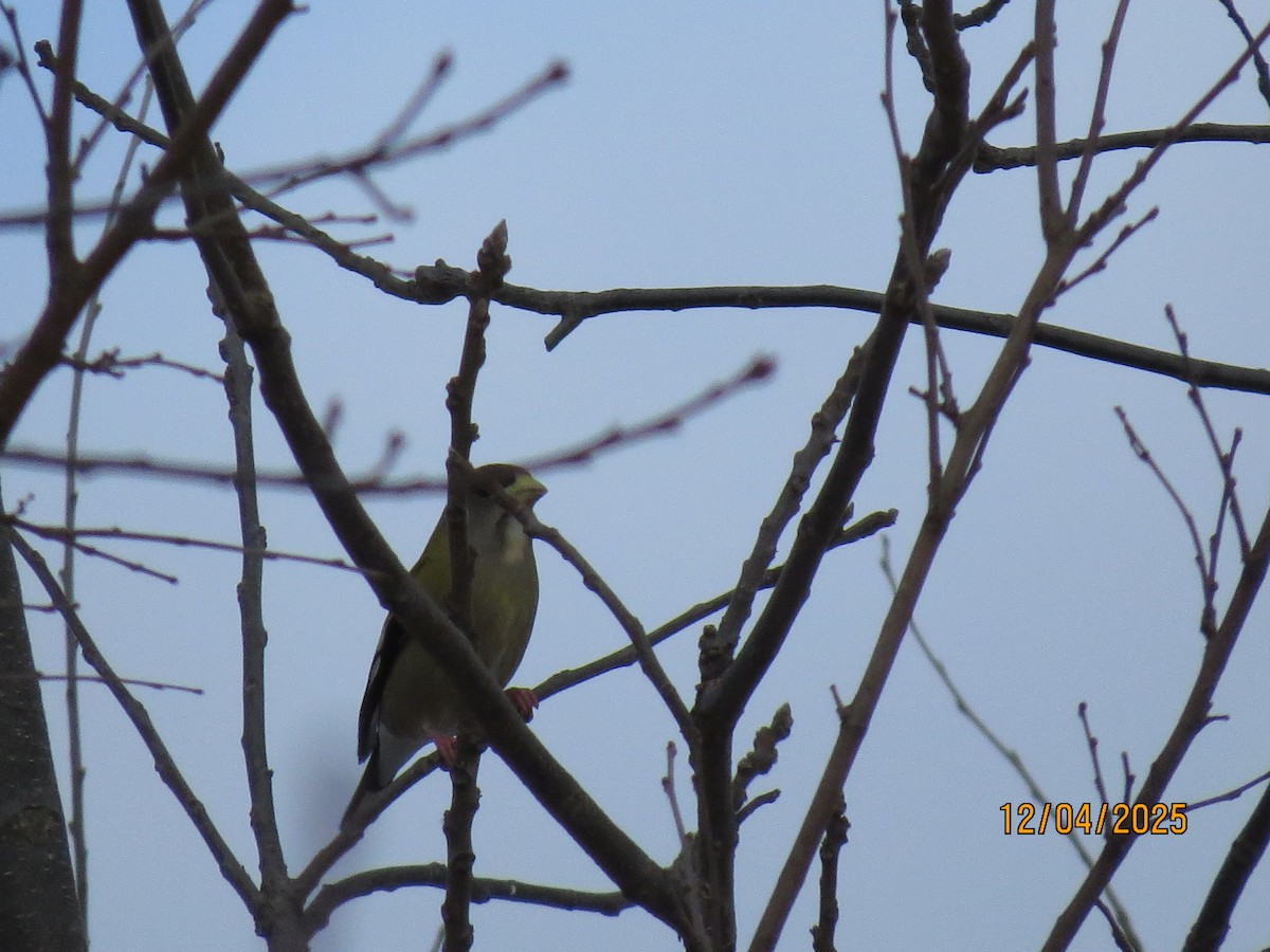 Sarı Kaşlı Kocabaş - ML646362927