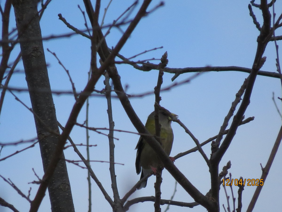 Sarı Kaşlı Kocabaş - ML646362928