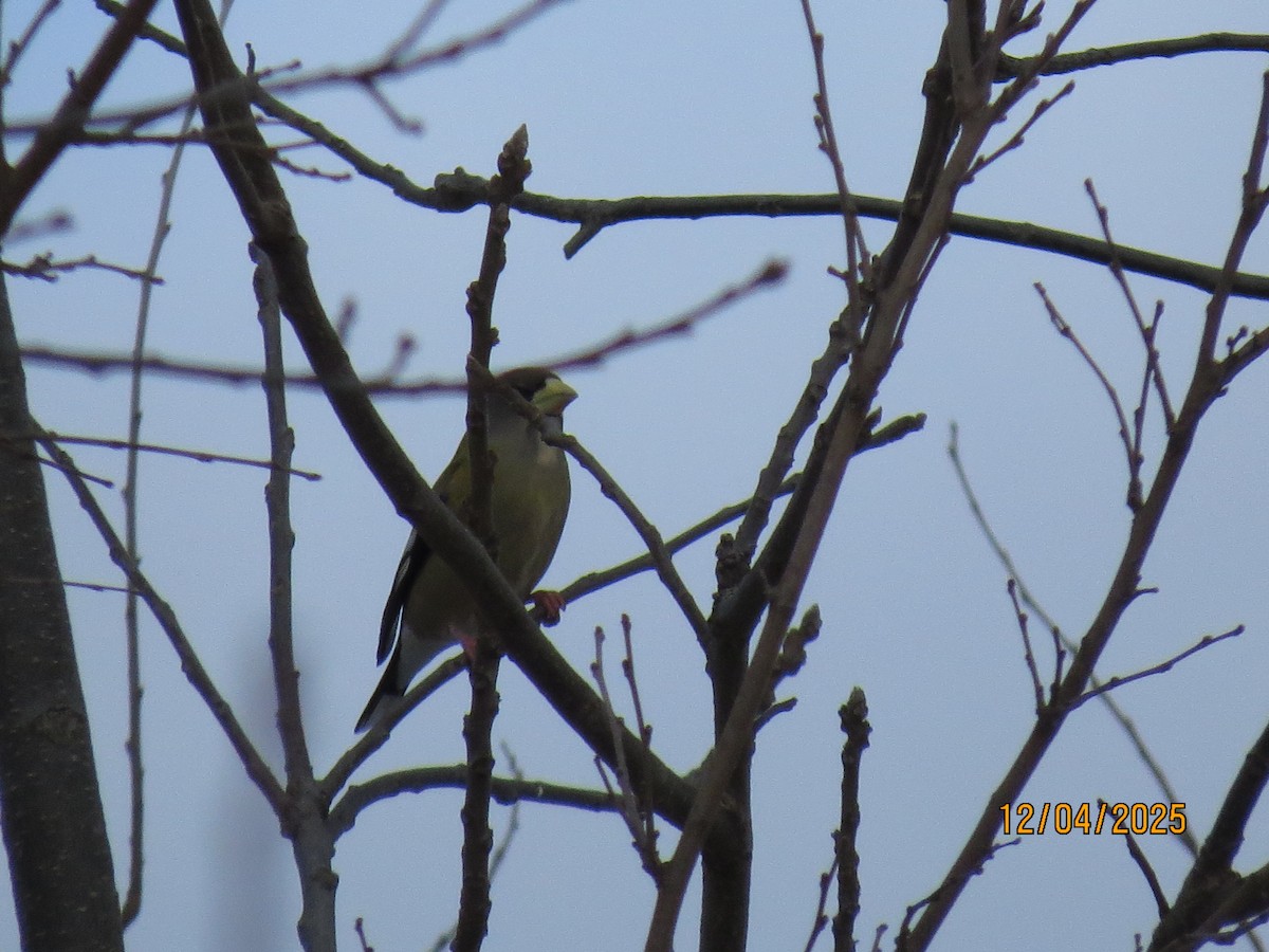 Sarı Kaşlı Kocabaş - ML646362929