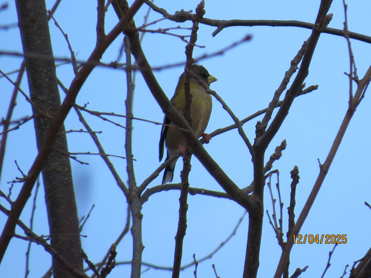 Sarı Kaşlı Kocabaş - ML646362930