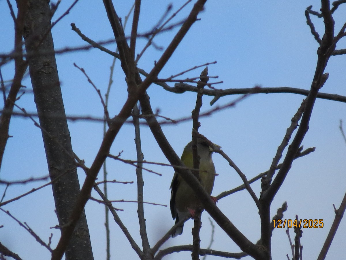 Sarı Kaşlı Kocabaş - ML646362931