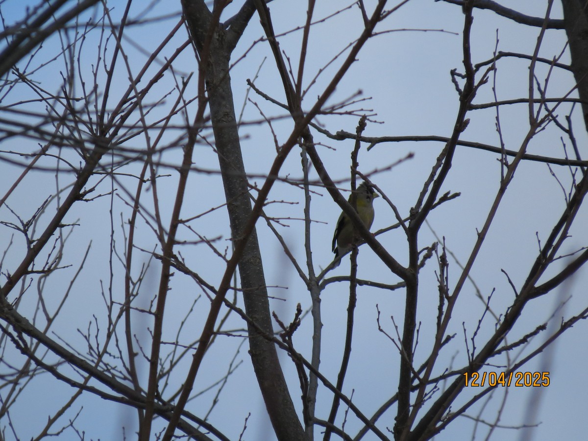 Sarı Kaşlı Kocabaş - ML646362932