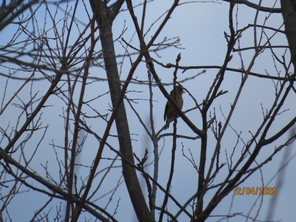 Sarı Kaşlı Kocabaş - ML646362933