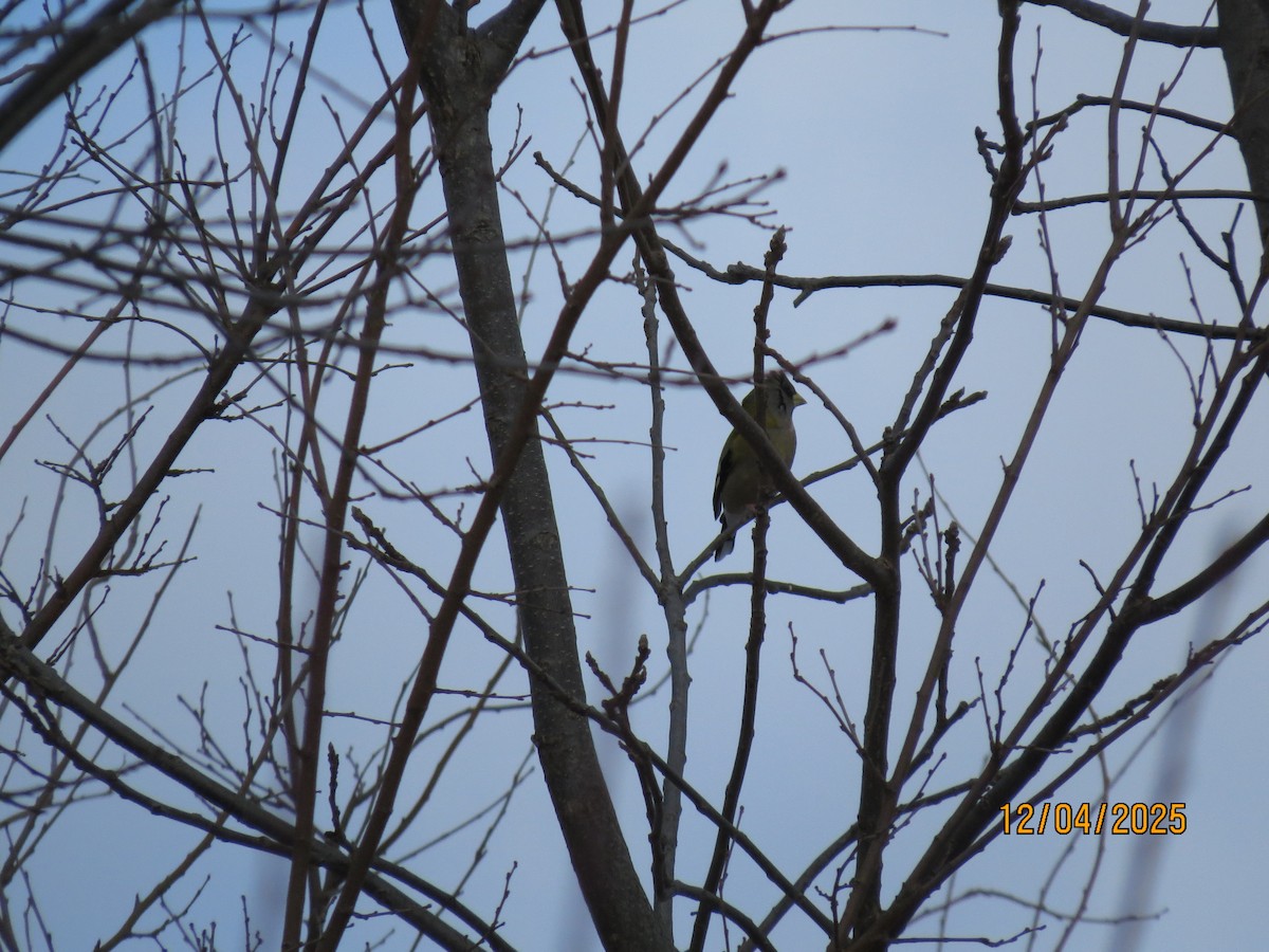 Sarı Kaşlı Kocabaş - ML646362934