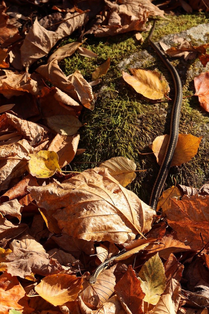 Обыкновенная подвязочная змея - ML646362936