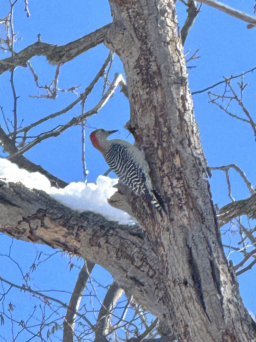 Гіла каролінська - ML646362937