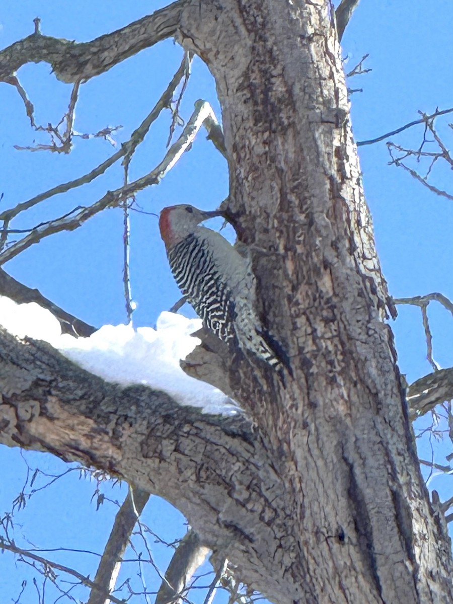 Гіла каролінська - ML646362938