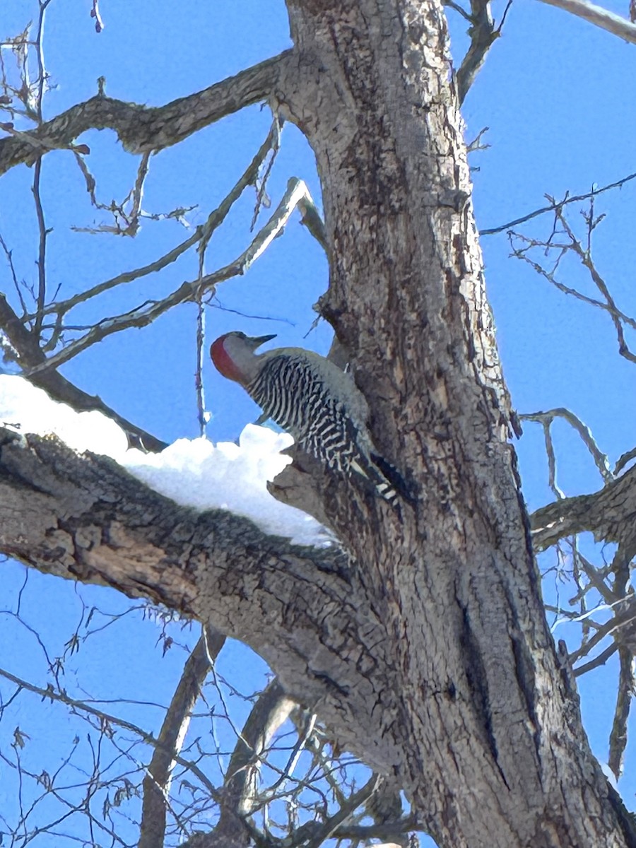 Гіла каролінська - ML646362939