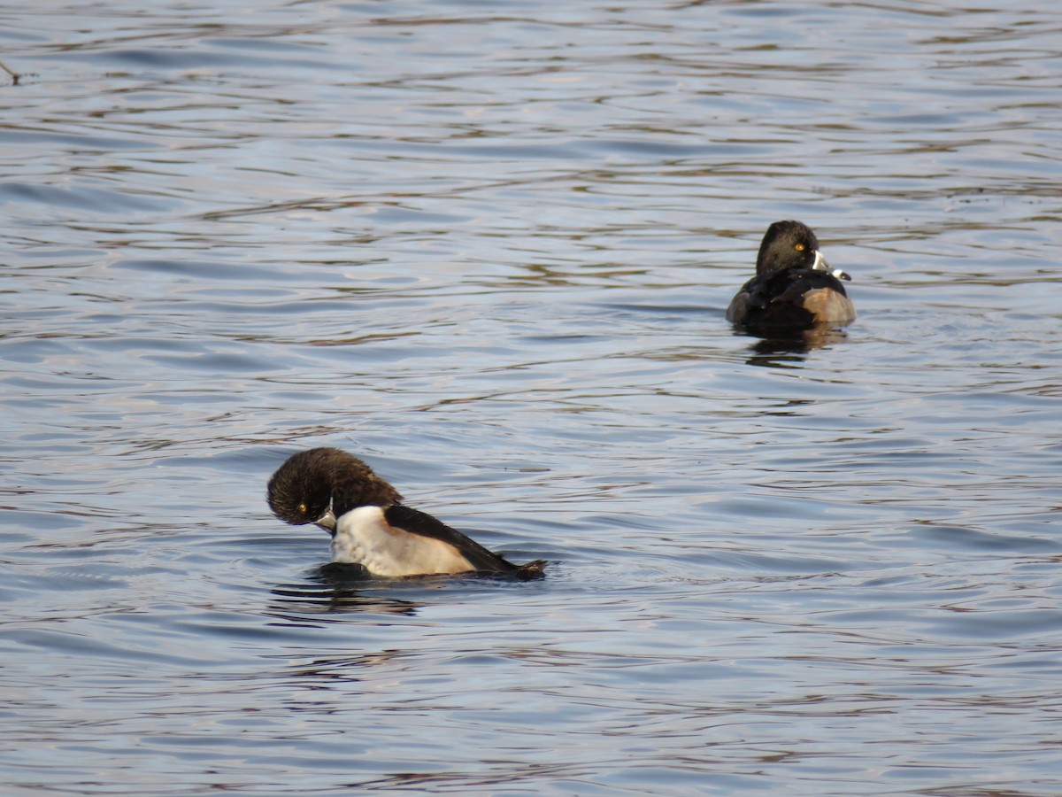 Чернь канадська - ML646362941