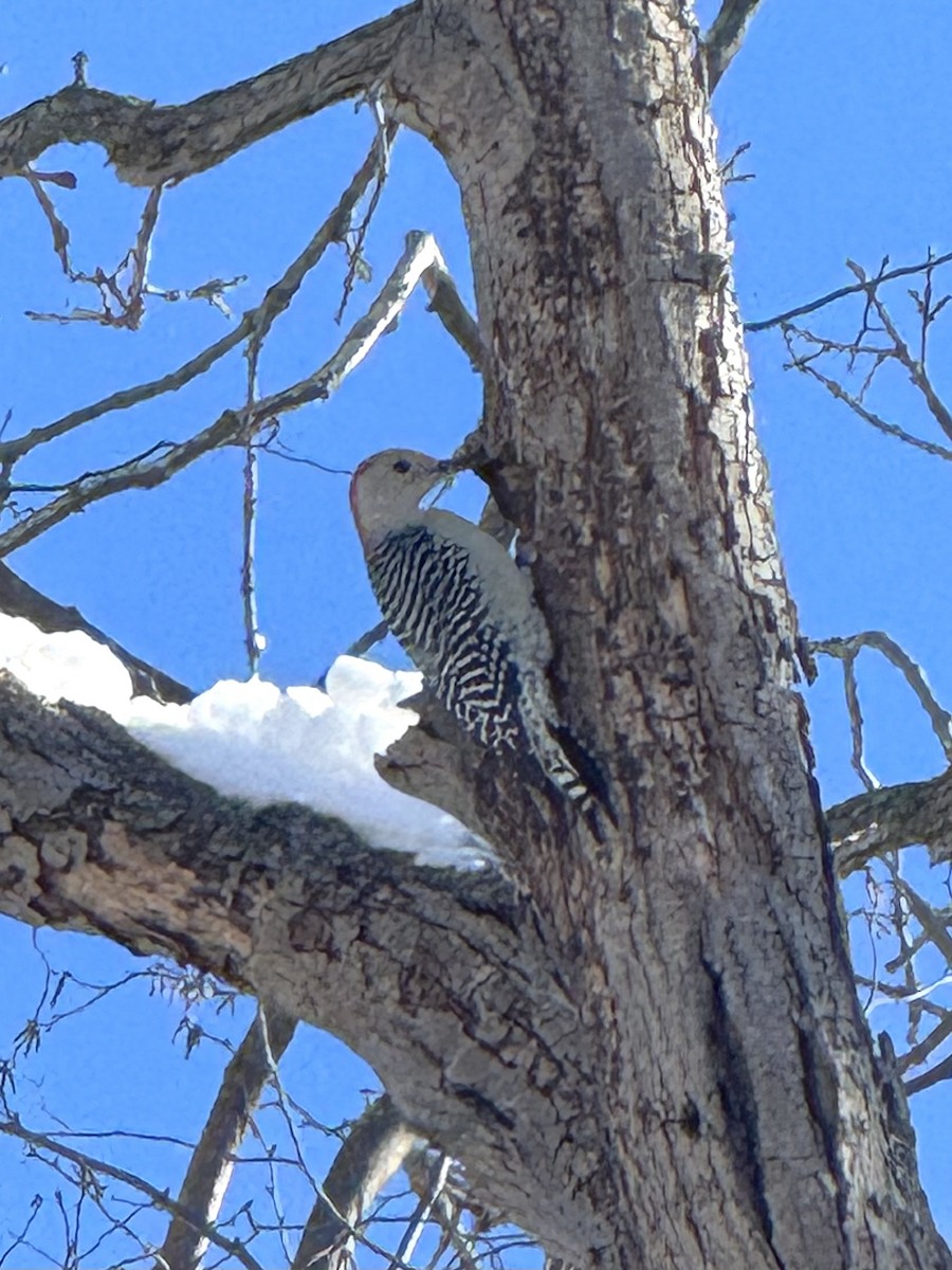 Гіла каролінська - ML646362946