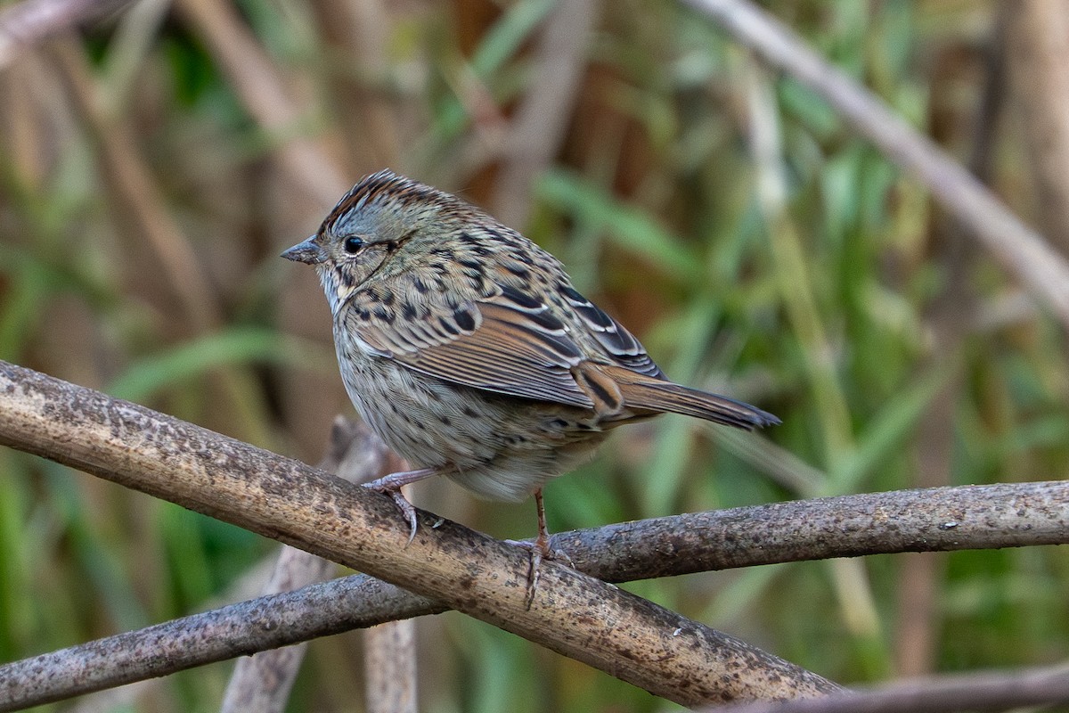 Пасовка вохриста - ML646362948