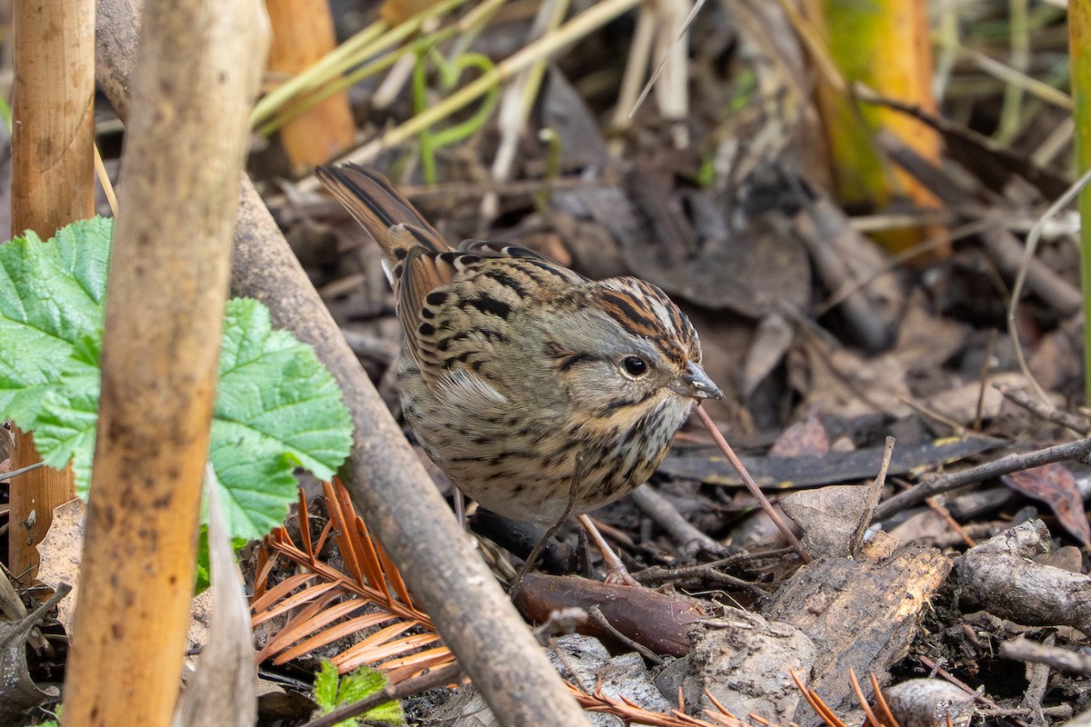 Пасовка вохриста - ML646362949