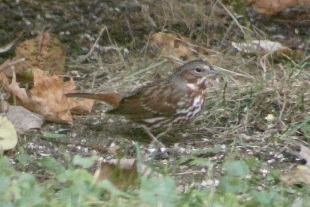 Пасовник рябогрудий (підвид iliaca/zaboria) - ML646362950