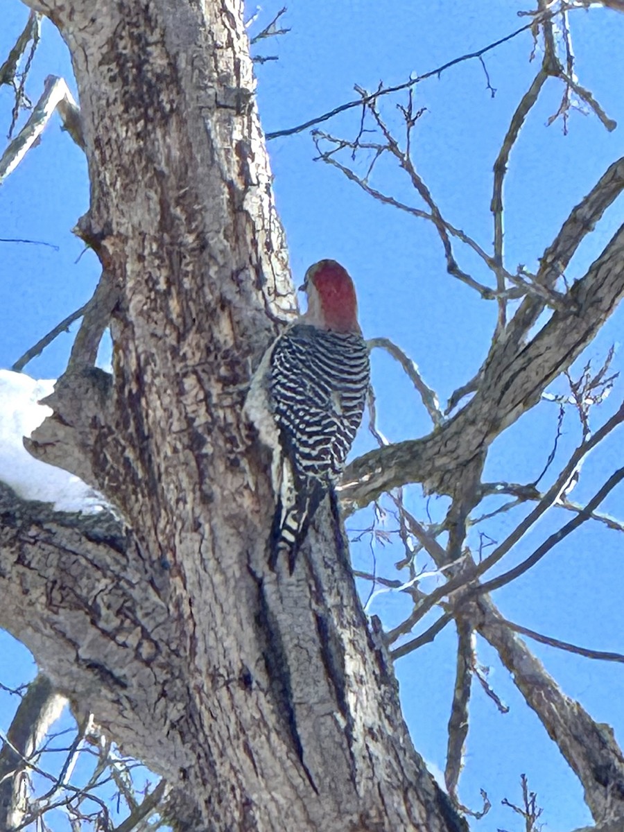 Гіла каролінська - ML646362951