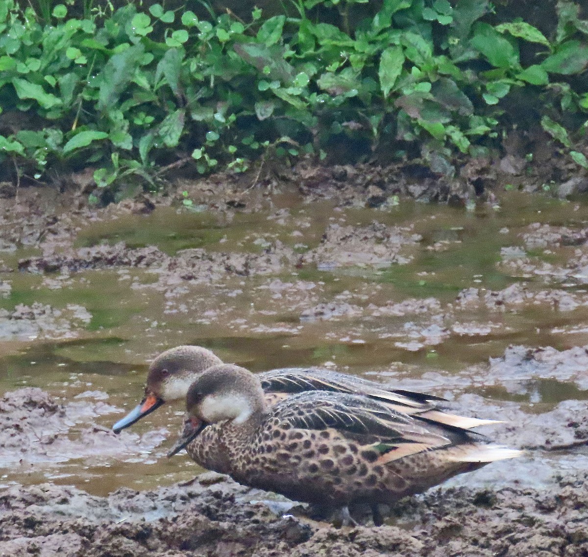Шилохвіст білощокий - ML646362952