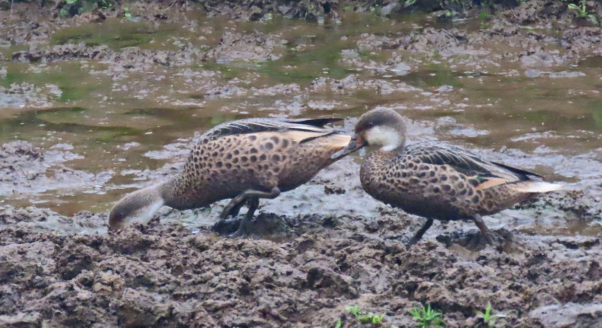 Шилохвіст білощокий - ML646362953