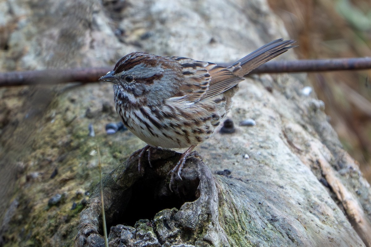 Пасовка співоча - ML646362954