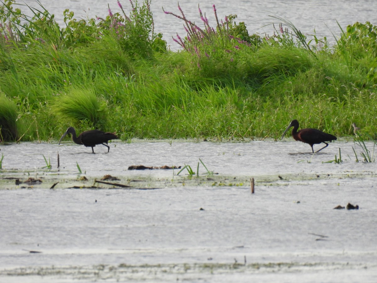 Коровайка бура - ML646362955