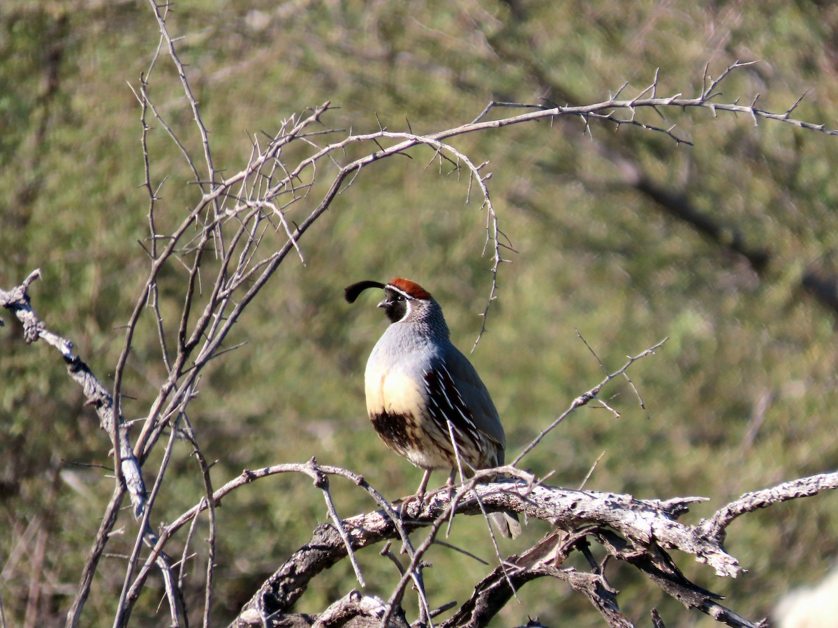 Перепелиця жовтогруда - ML646362956