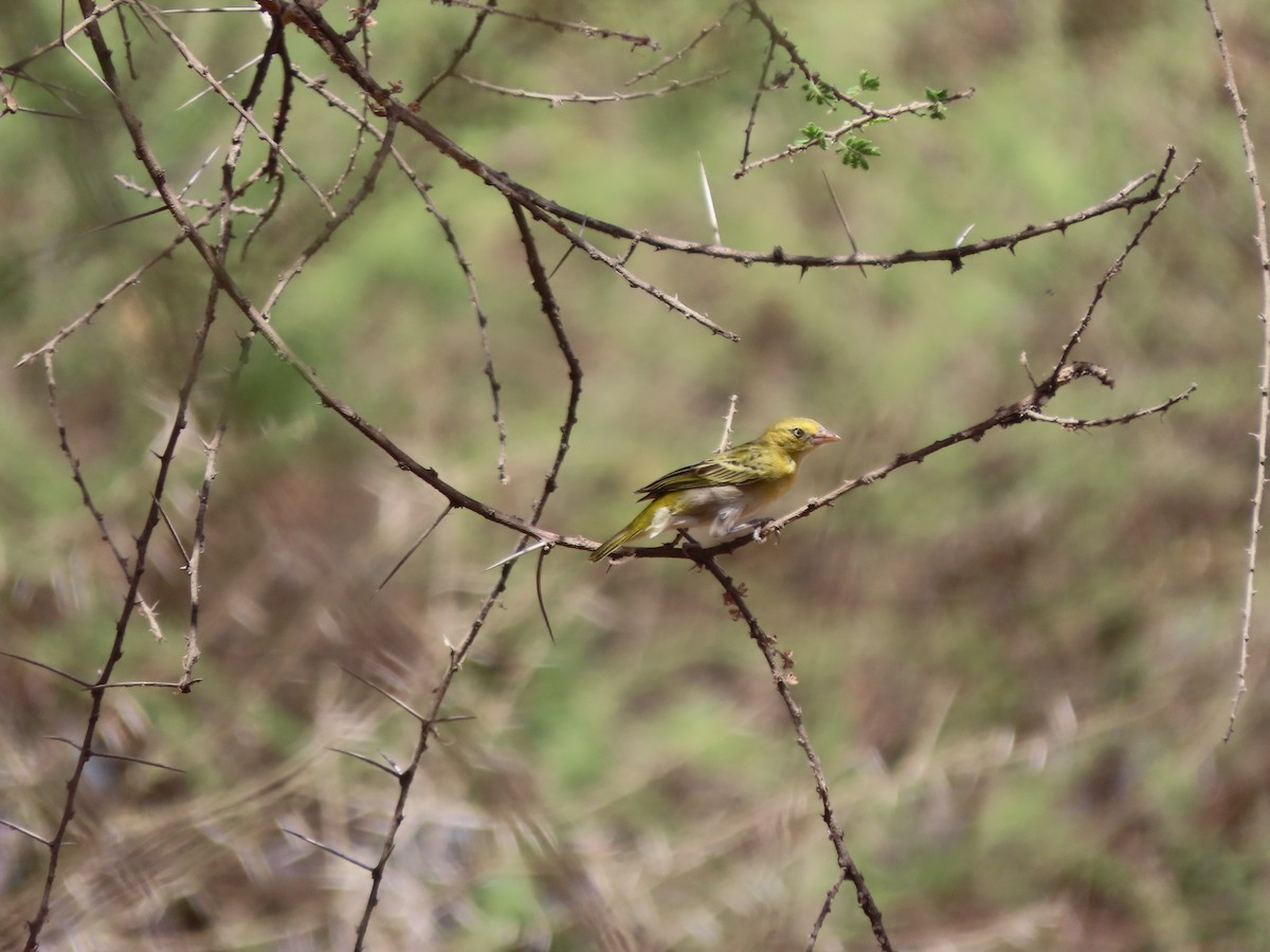 Ткачик савановий - ML646362958