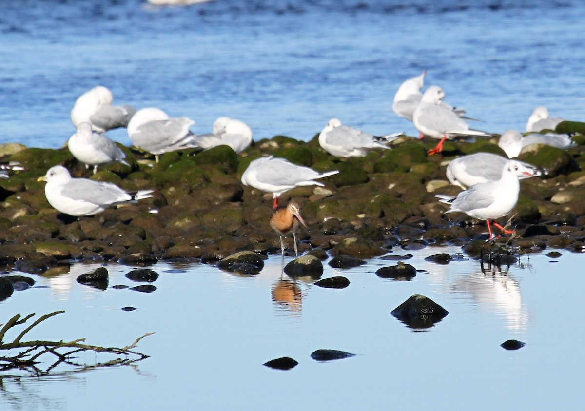 Грицик великий - ML646362960