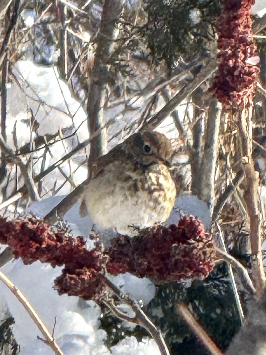 Tordo di Pallas - ML646362962