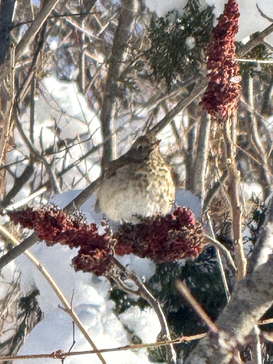 Tordo di Pallas - ML646362963