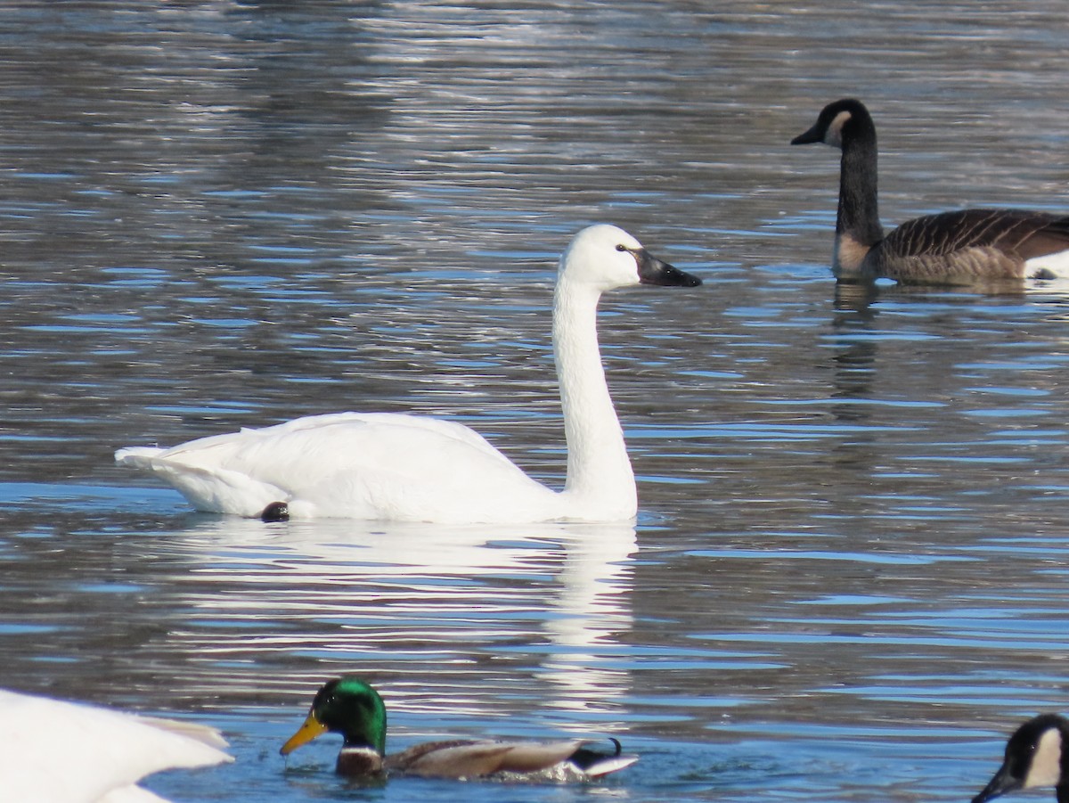 Лебідь чорнодзьобий - ML646362964