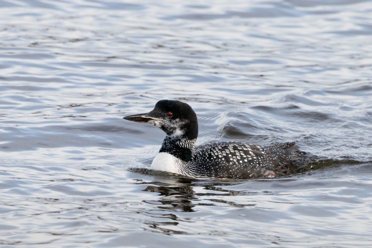 Гагара полярна - ML646362965