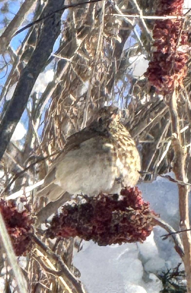 Tordo di Pallas - ML646362966