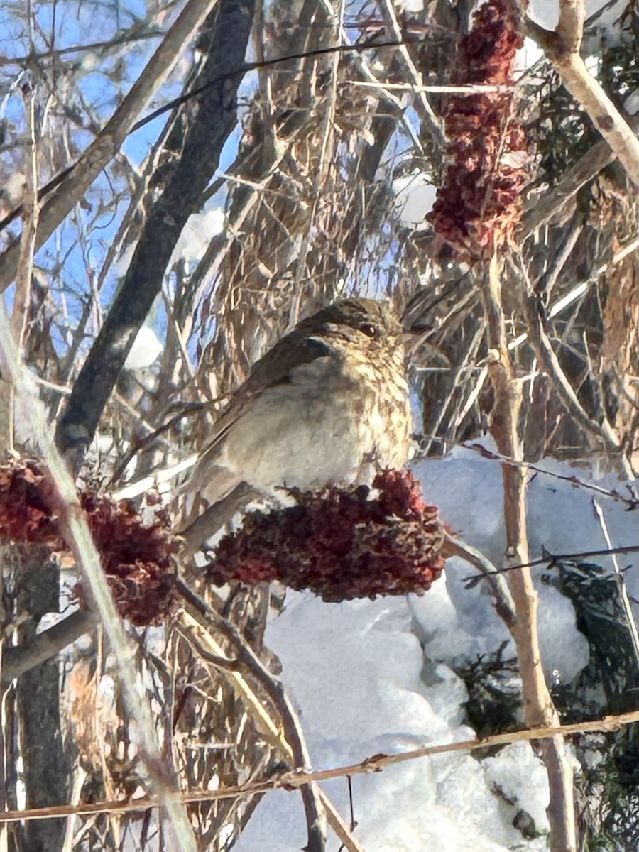 Tordo di Pallas - ML646362967