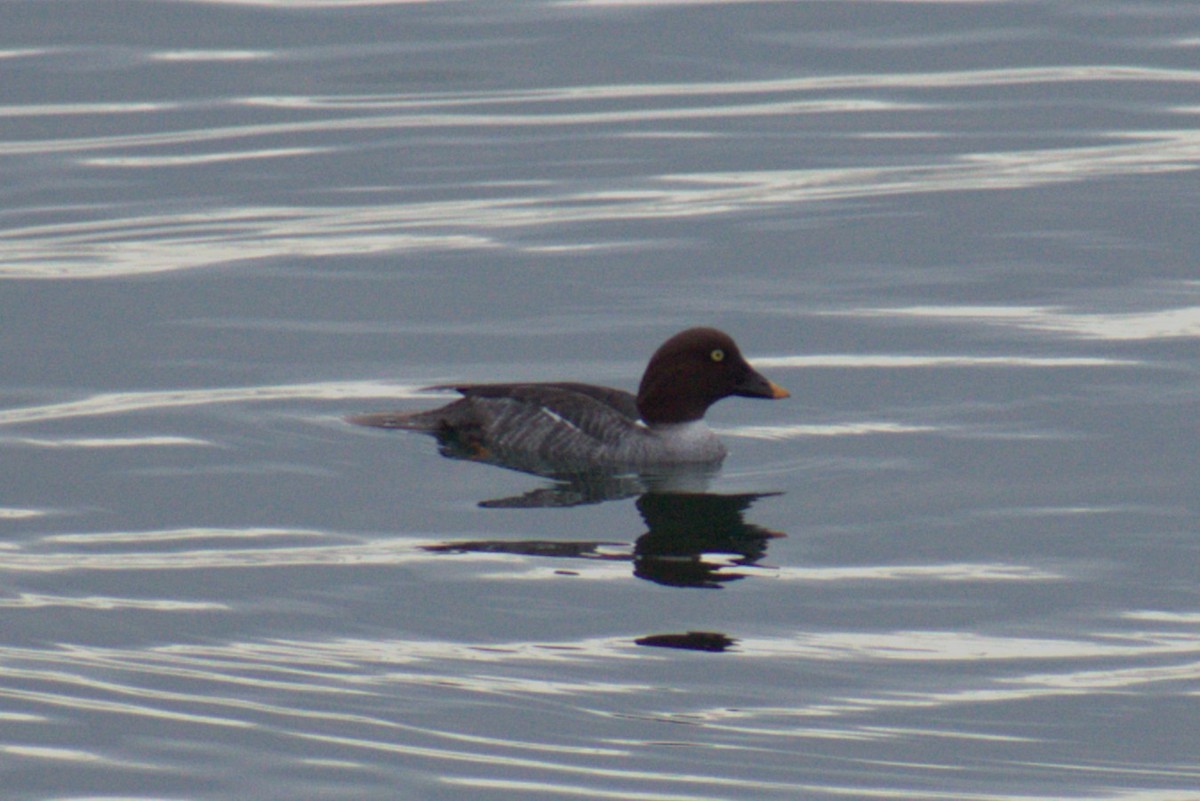 Гоголь зеленоголовий - ML646362968