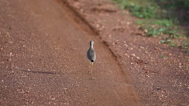 Wattled Lapwing - ML646362973