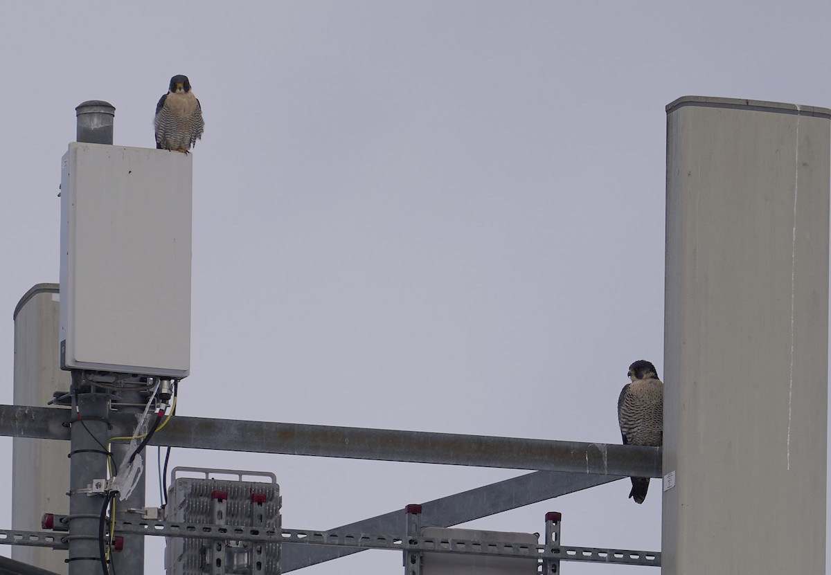 Peregrine Falcon - ML646362976