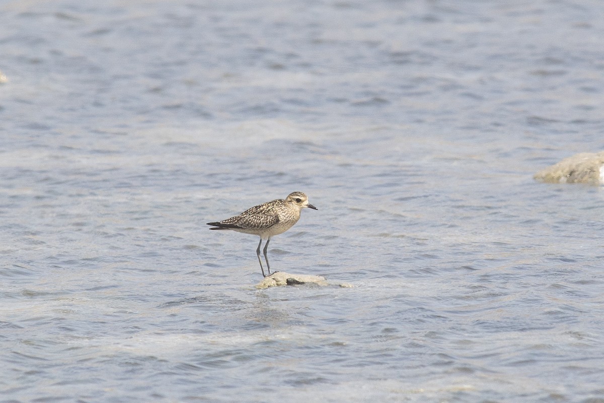 sibirlo - ML646362980