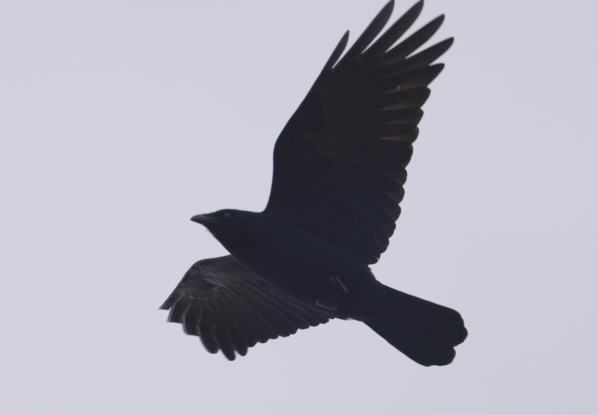 Fish Crow - ML646362983